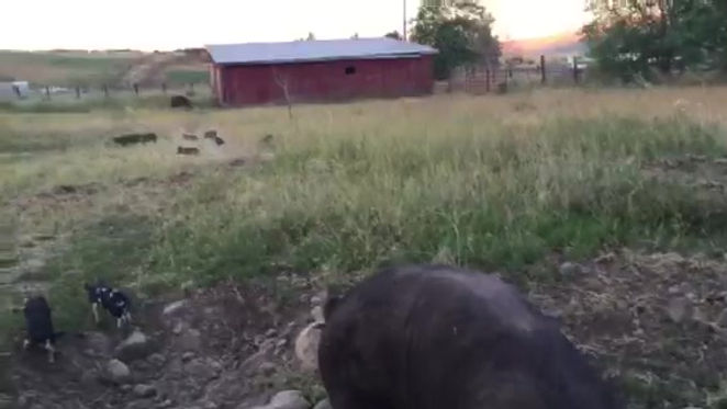 Lil Piggers Romping Around